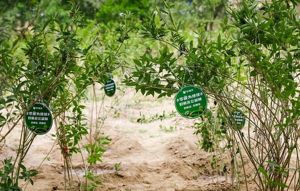 ¡°Ò桱Æð³ö·¢¡°Ö²¡±´ËÇàÂÌ k8¿·¢¼¯ÍÅÁã̼°ì¹«ÏµÁÐÔ˶¯Æô¶¯ k8¿·¢(Öйú)ÌìÉúÓ®¼Ò¡¤Ò»´¥¼´·¢